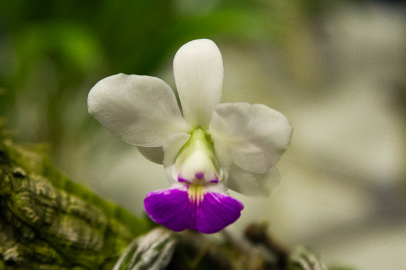 Cattleya walkeriana semi-alba