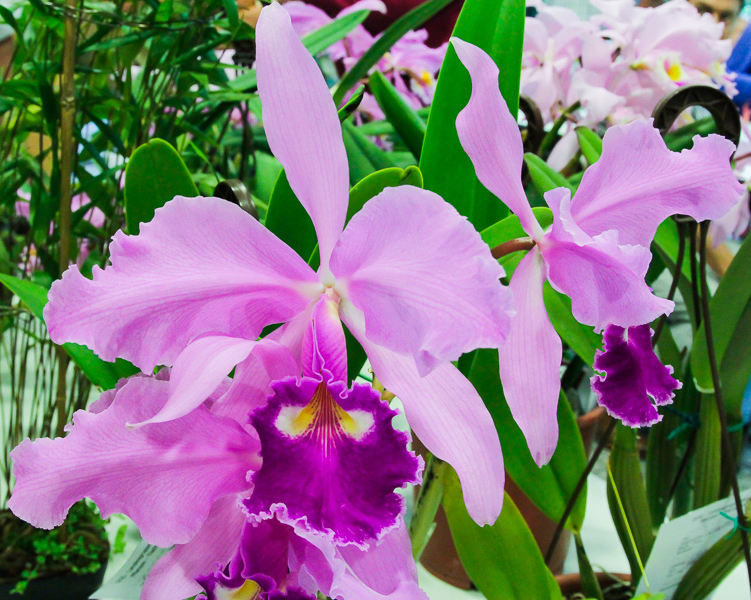 Cattleya warscewiczii
