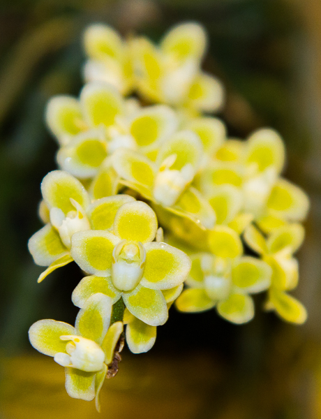 Chiloschista lunifera alba