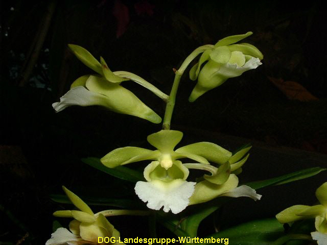 Christensonia vietnamica