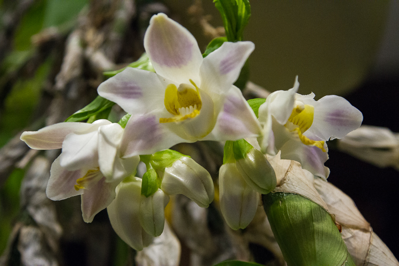 Chysis bractescens