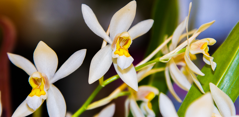 Coelogyne nitida