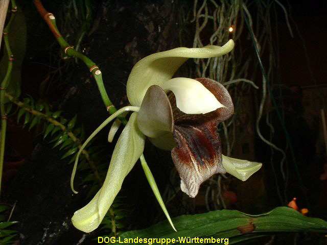 Coelogyne rumplerii
