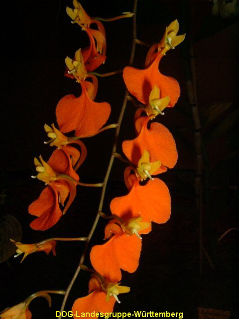 Comparettia ignea