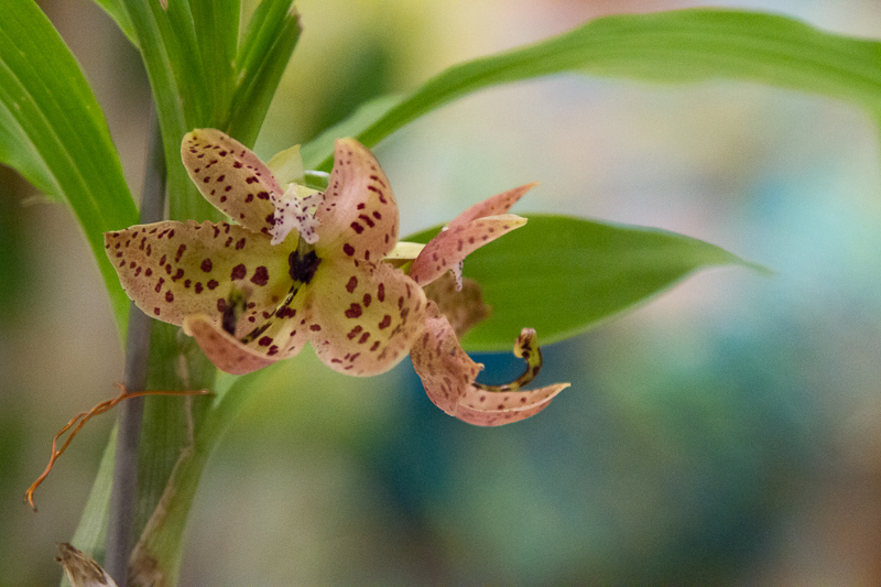 Cycnoches barthiorum