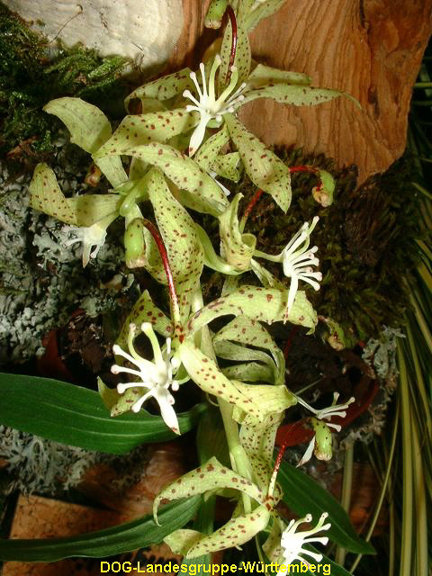 Cycnoches peruviana