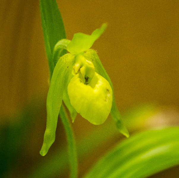 Cypripedium henryi