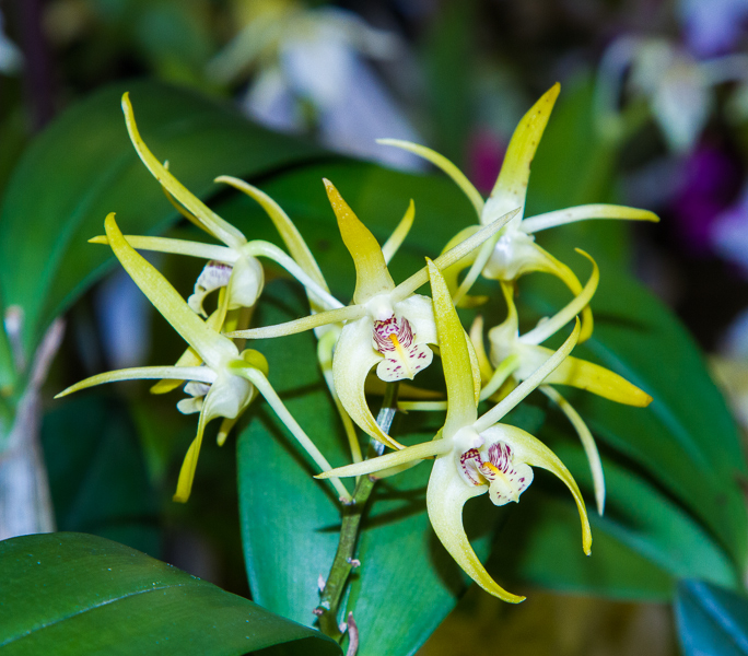 Dendrobium Hilda Poxon