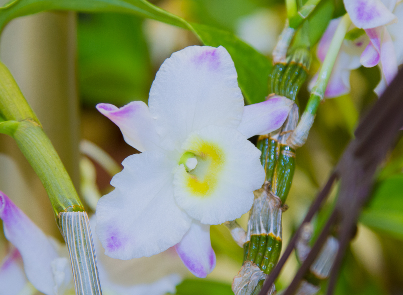 Dendrobium Sakuragari