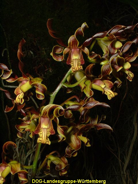Dendrobium cochlioides