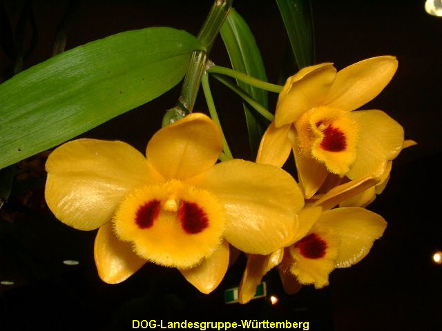 Dendrobium crysanthum