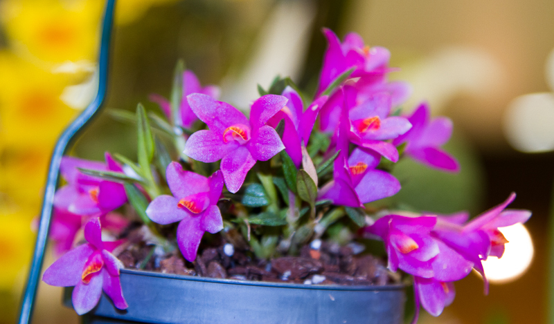 Dendrobium cuthbertsonii 07