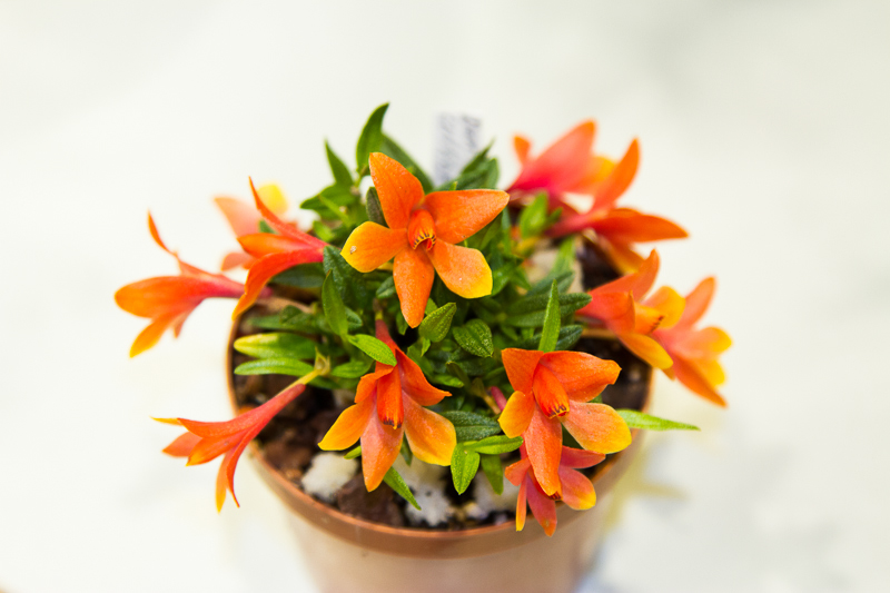 Dendrobium cuthbertsonii 08