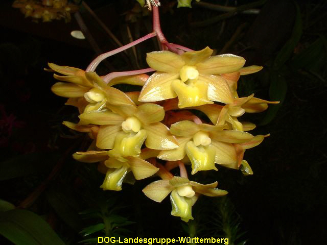 Dendrobium guerreroi