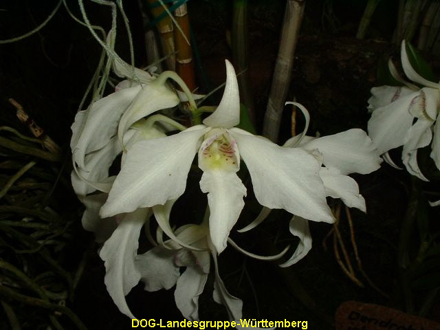 Dendrobium johnsoniae