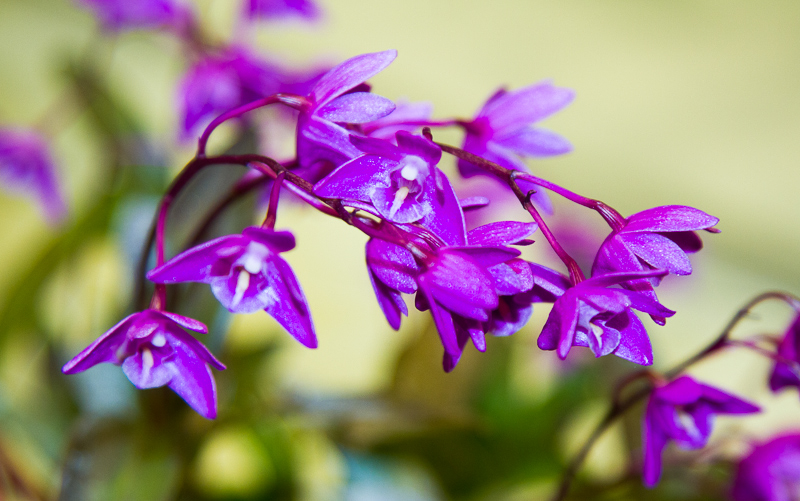 Dendrobium kingianum