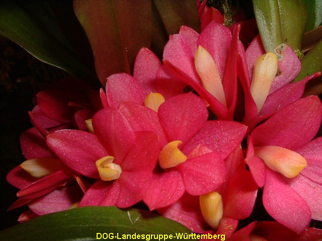 Dendrobium laevifolium 01