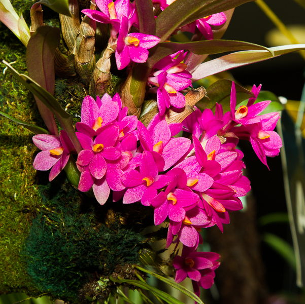Dendrobium laevifolium 02