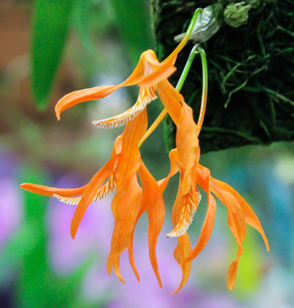 Dendrobium lamyaiae