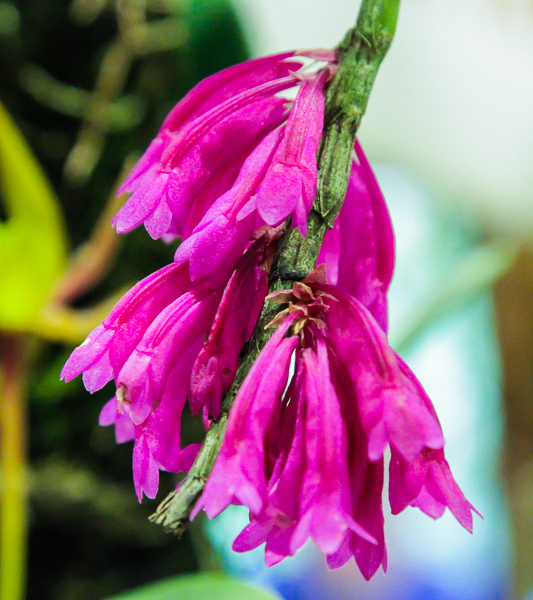 Dendrobium lawesii