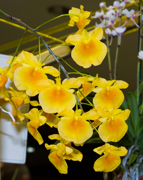 Dendrobium lindleyi
