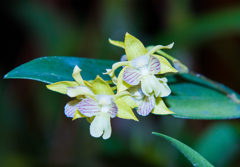 Dendrobium macrophyllum x Dendrobium aberrans