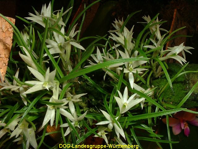 Dendrobium masarangense