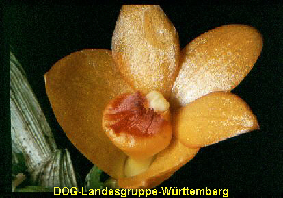 Dendrobium mohlianum