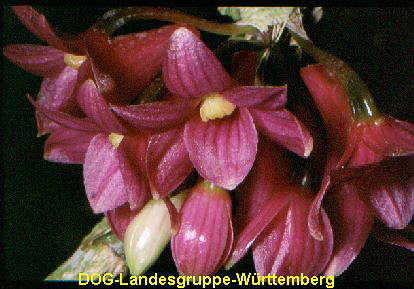 Dendrobium myjakei 01