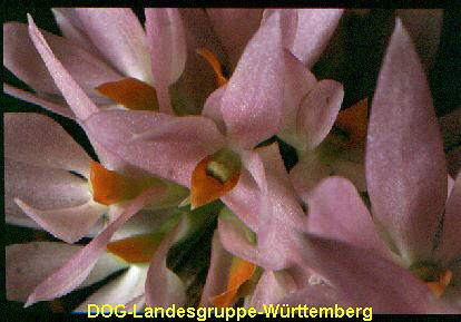 Dendrobium myjakei 02