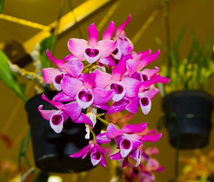 Dendrobium parishii 02