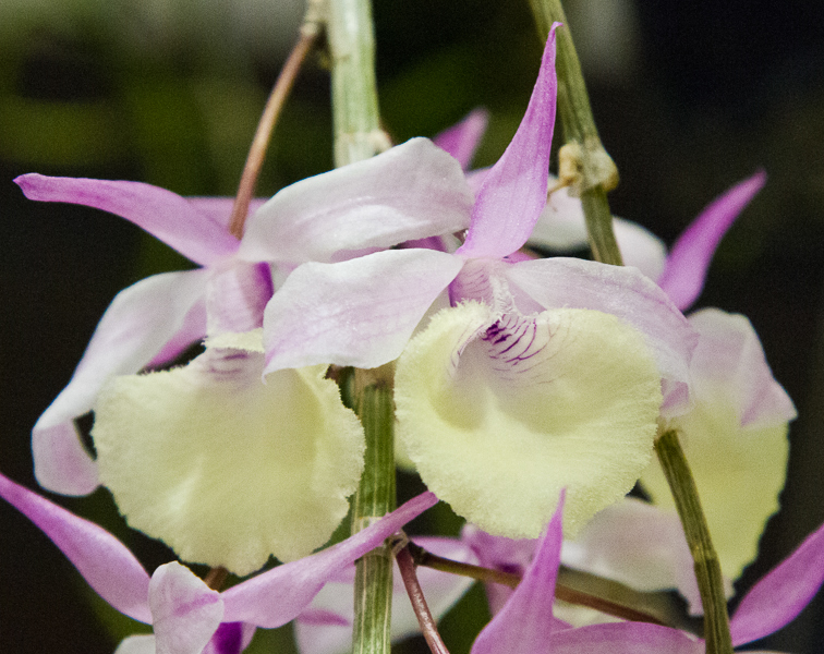 Dendrobium piradii