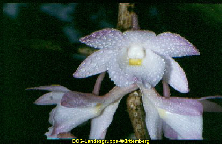 Dendrobium primulinum