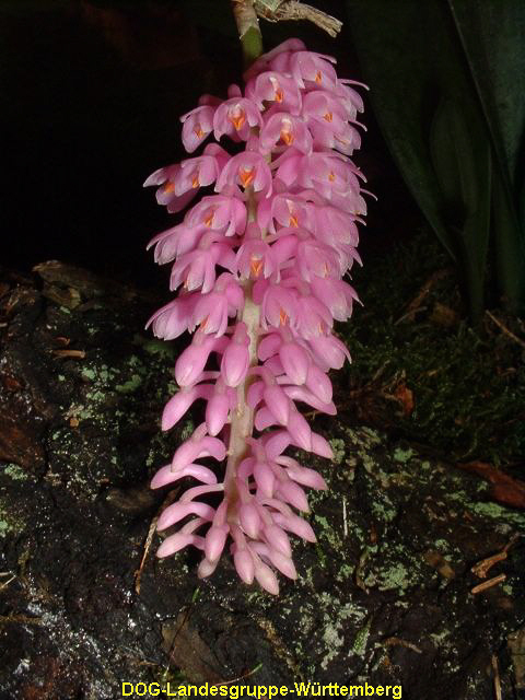 Dendrobium secundum