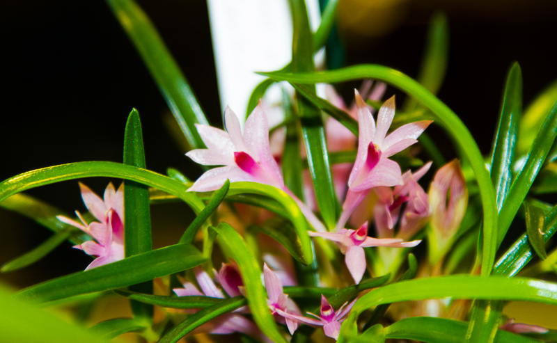 Dendrobium seranicum