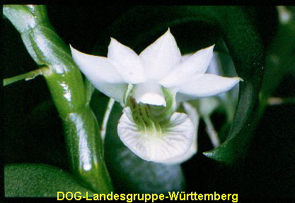 Dendrobium spec 01