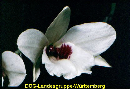 Dendrobium spec 02
