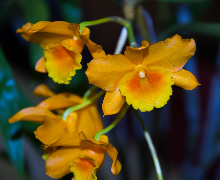 Dendrobium spec 03