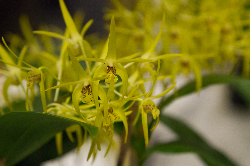 Dendrobium spec 04