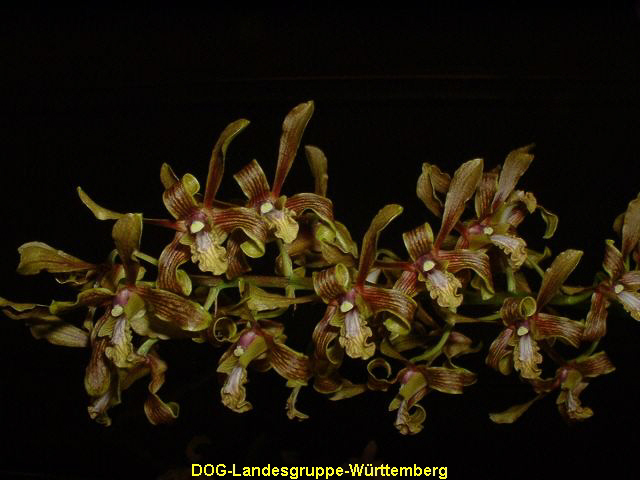 Dendrobium sylvanum