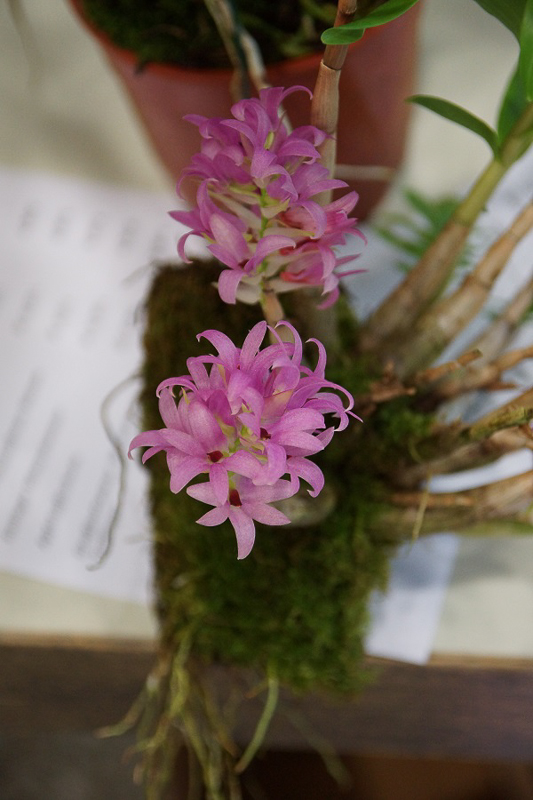 Dendrobium tanii