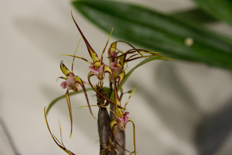 Dendrobium tetragonum