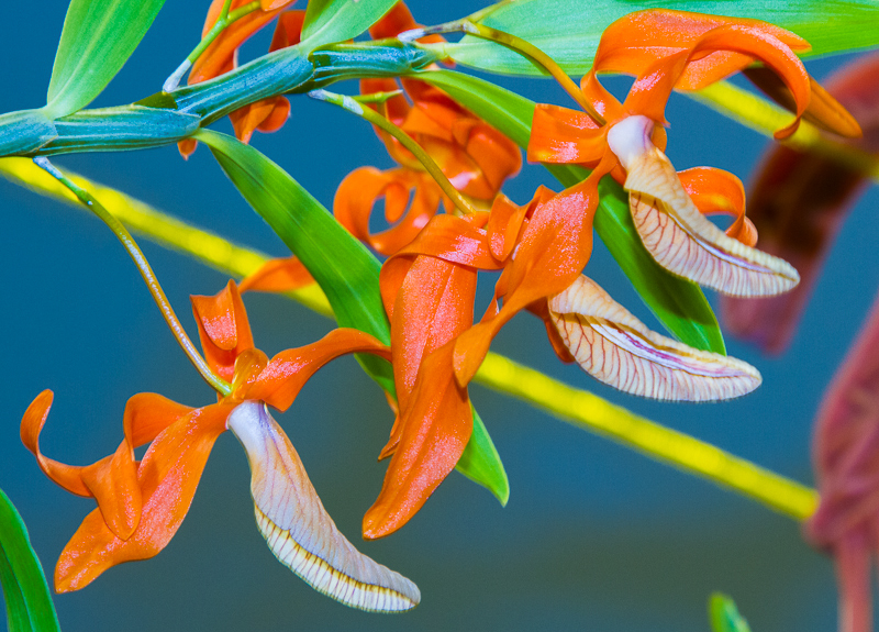 Dendrobium unicum 01