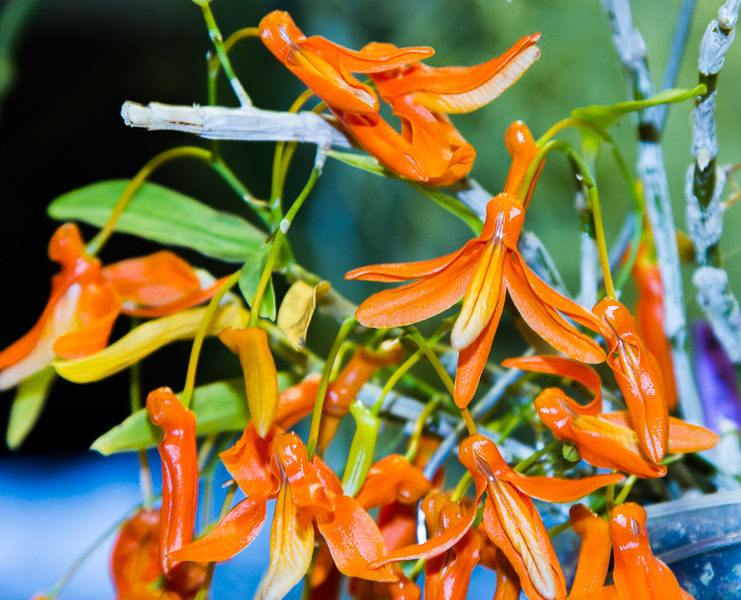 Dendrobium unicum 02