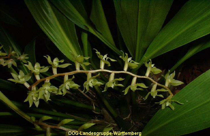 Dendrochilum cappianum