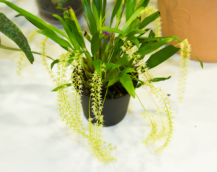Dendrochilum javanica