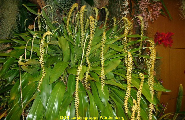 Dendrochilum spec w_ssen