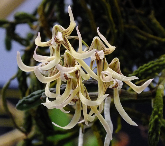 Dockrillia cucumerina