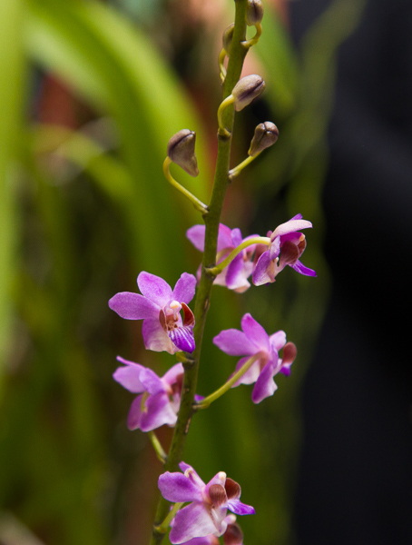 Doritis pulcherrima 