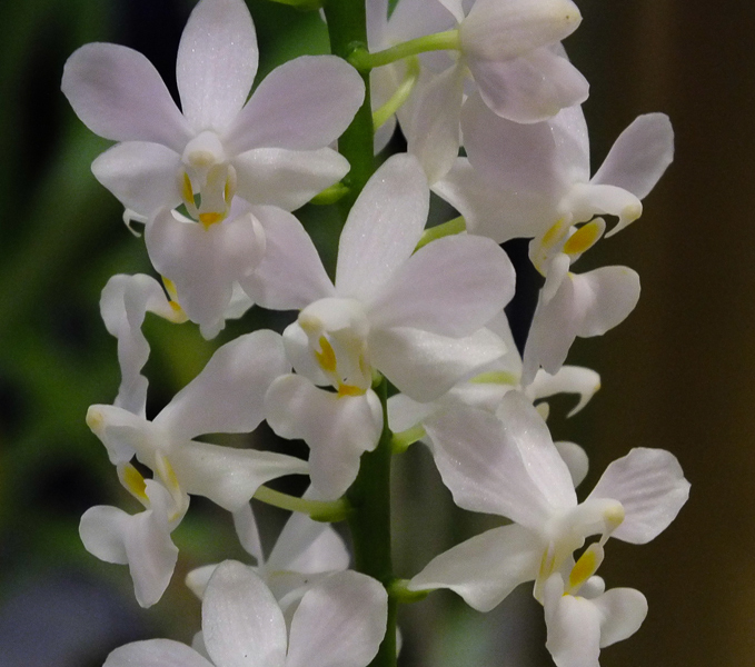 Doritis pulcherrima var. alba